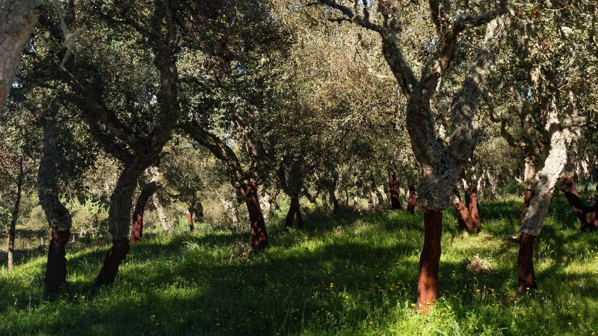 Country house Monte Pirastru Guest House Nughedu di San Nicolo Italy